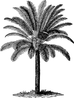 Palmera Ilustración de una palmera